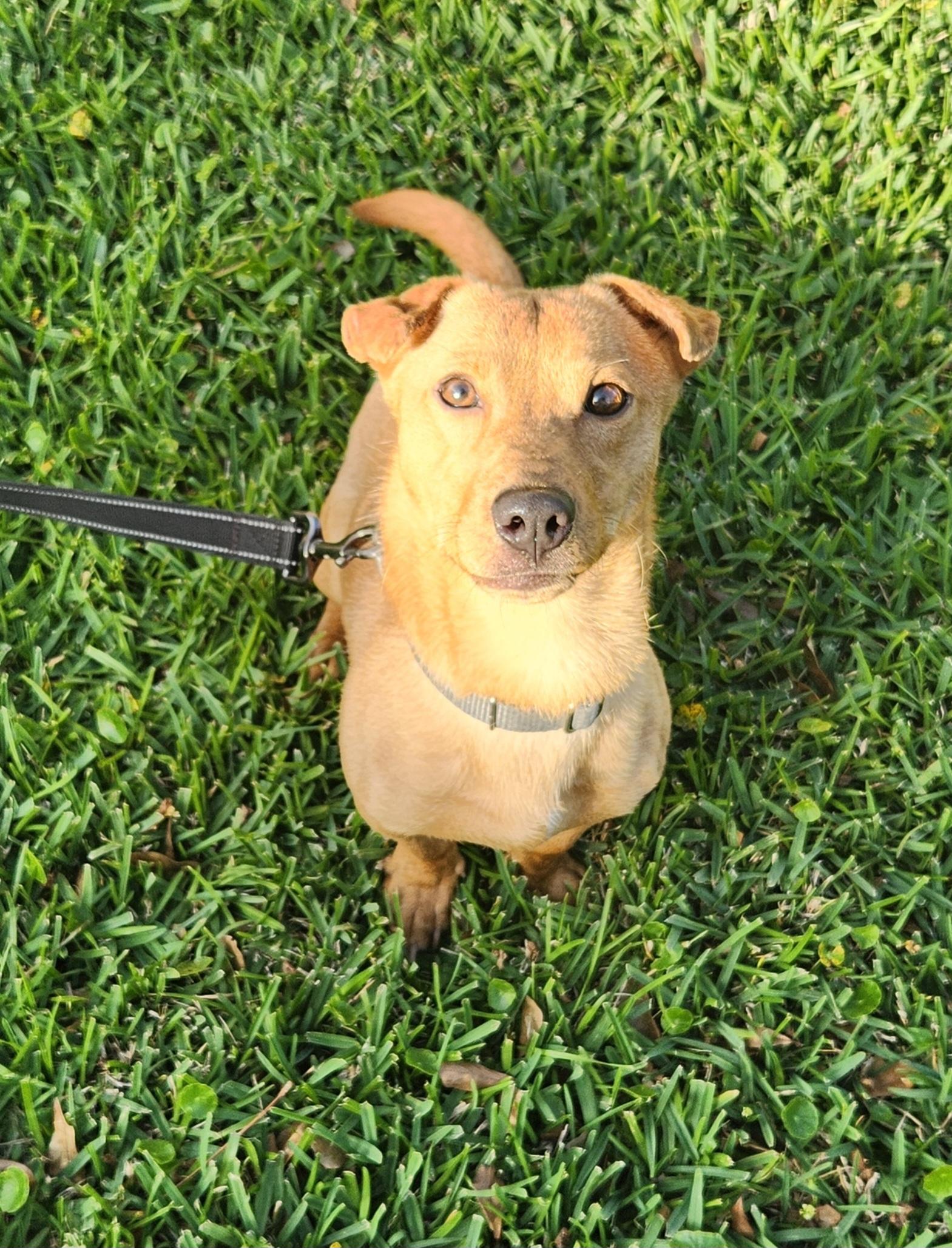 Enlarge Charlie , an adoptable Mixed Breed in Baton Rouge, LA image 5/5