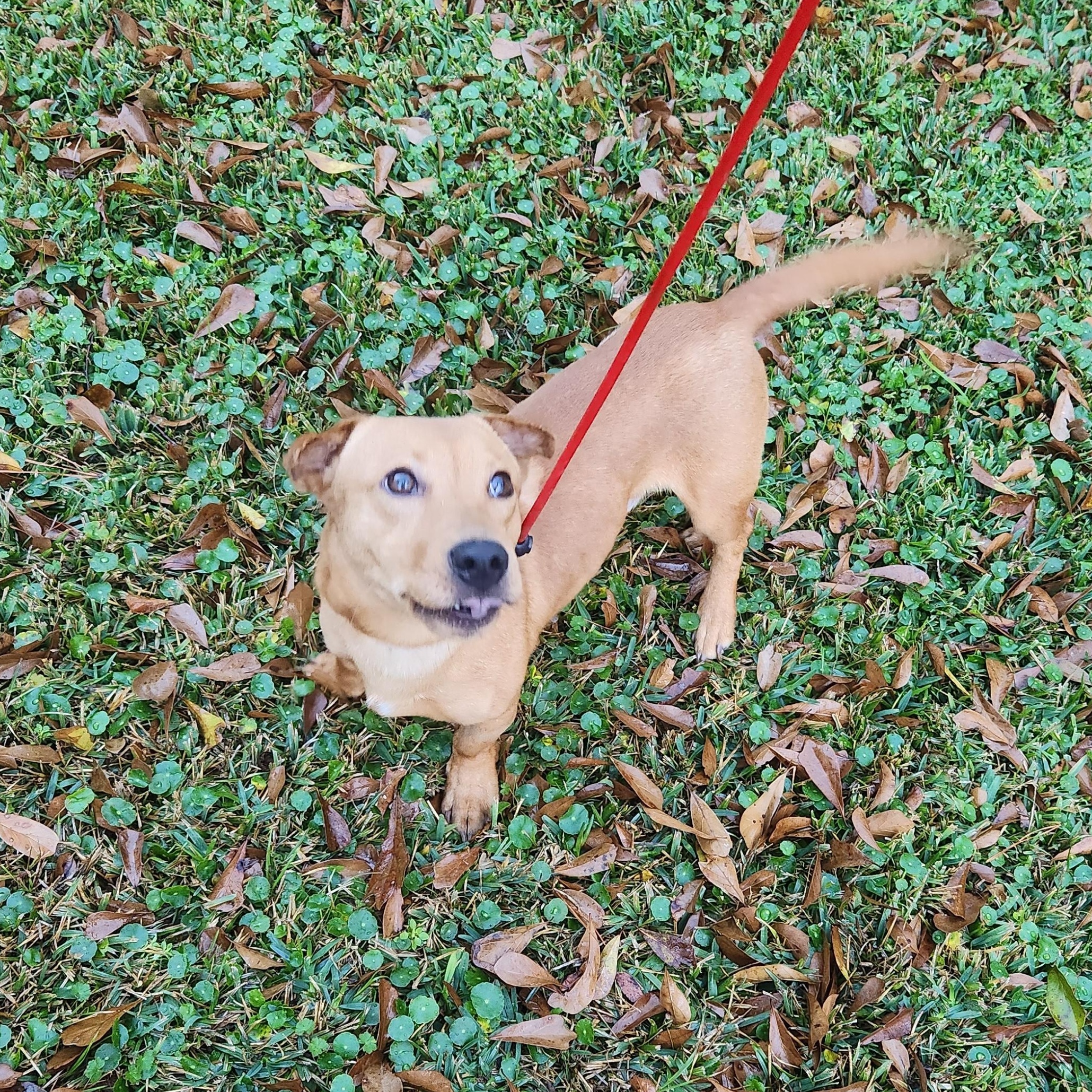 Enlarge Charlie , an adoptable Mixed Breed in Baton Rouge, LA image 4/5