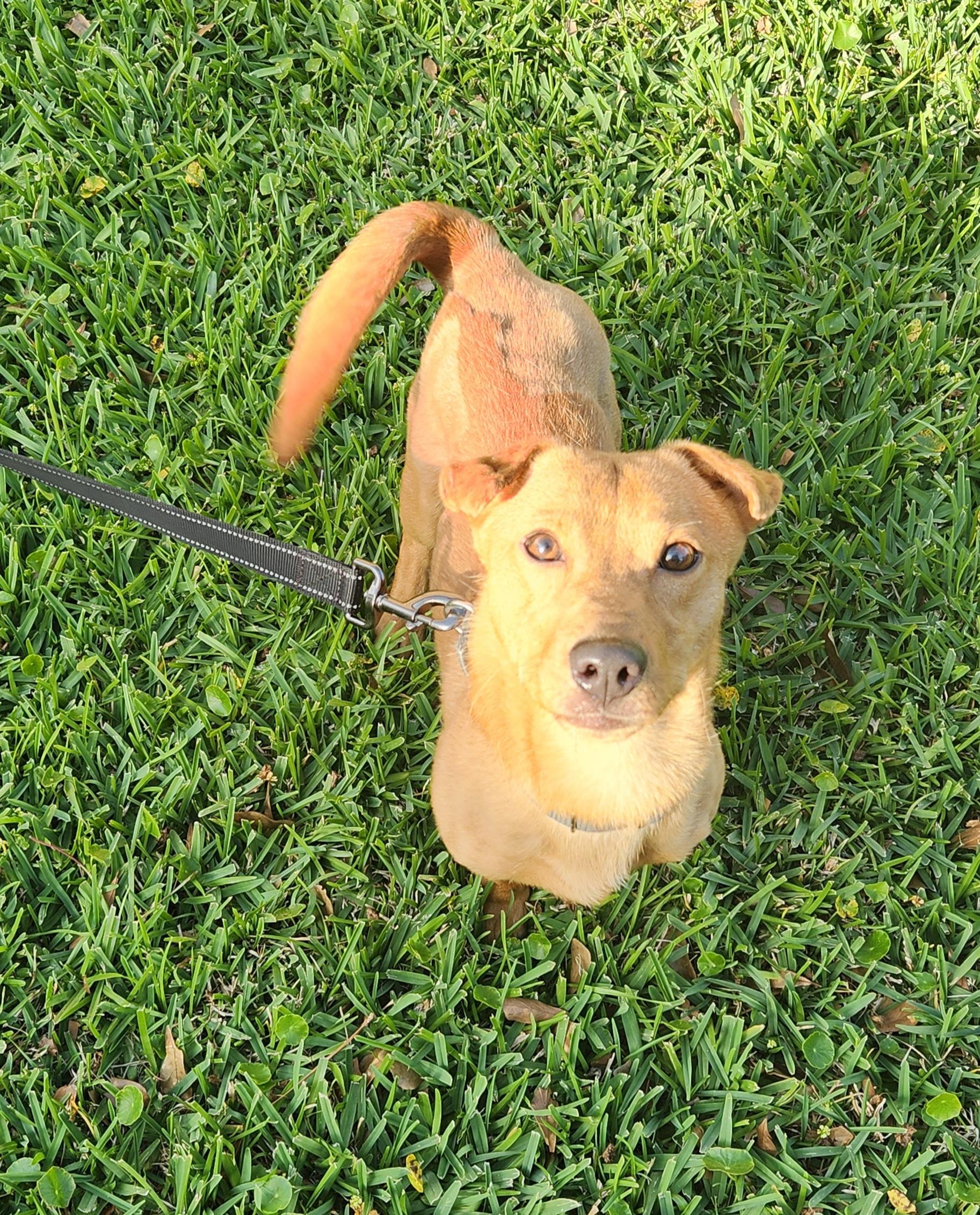 Enlarge Charlie , an adoptable Mixed Breed in Baton Rouge, LA image 2/5