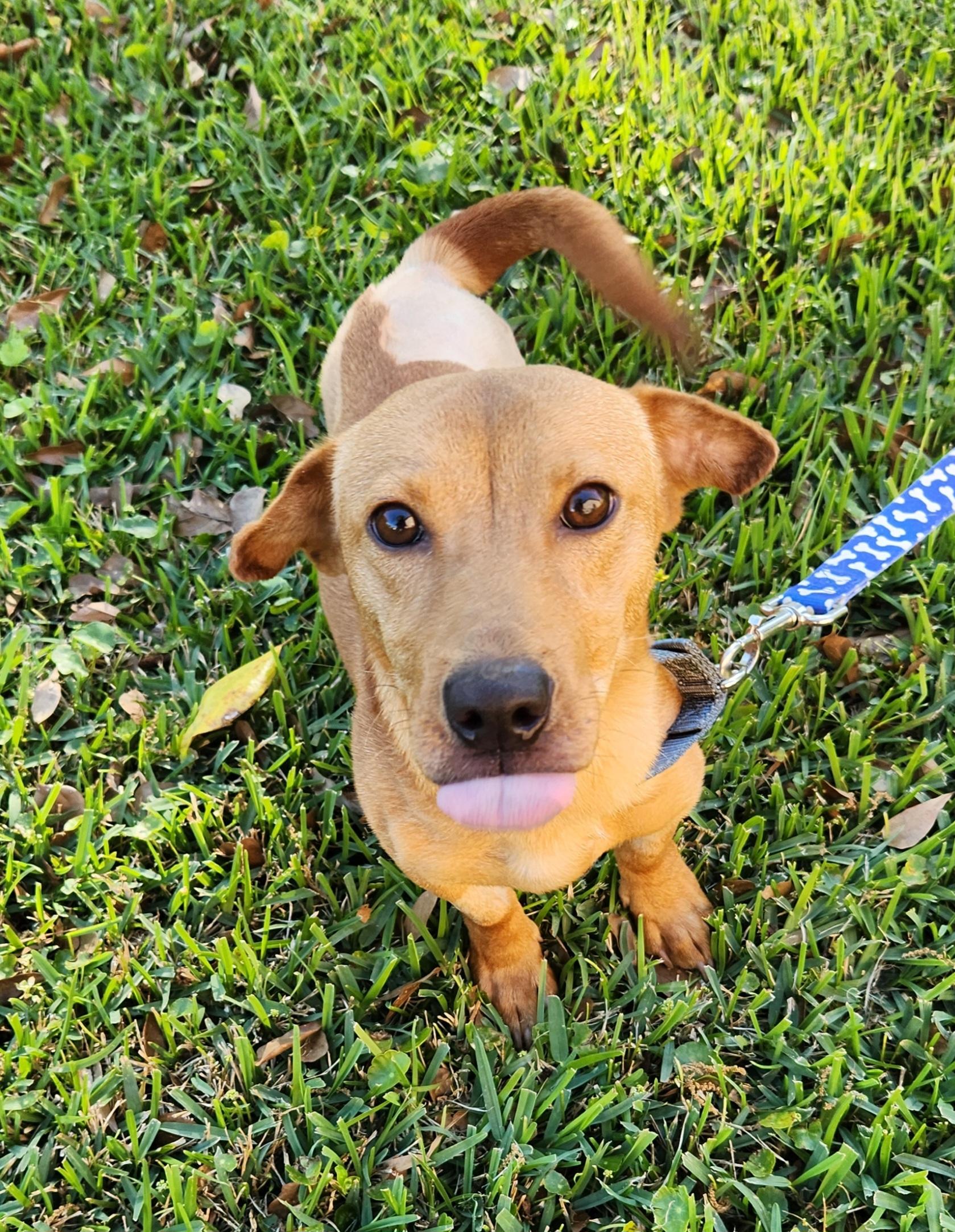 Enlarge Charlie , an adoptable Mixed Breed in Baton Rouge, LA image 5/5