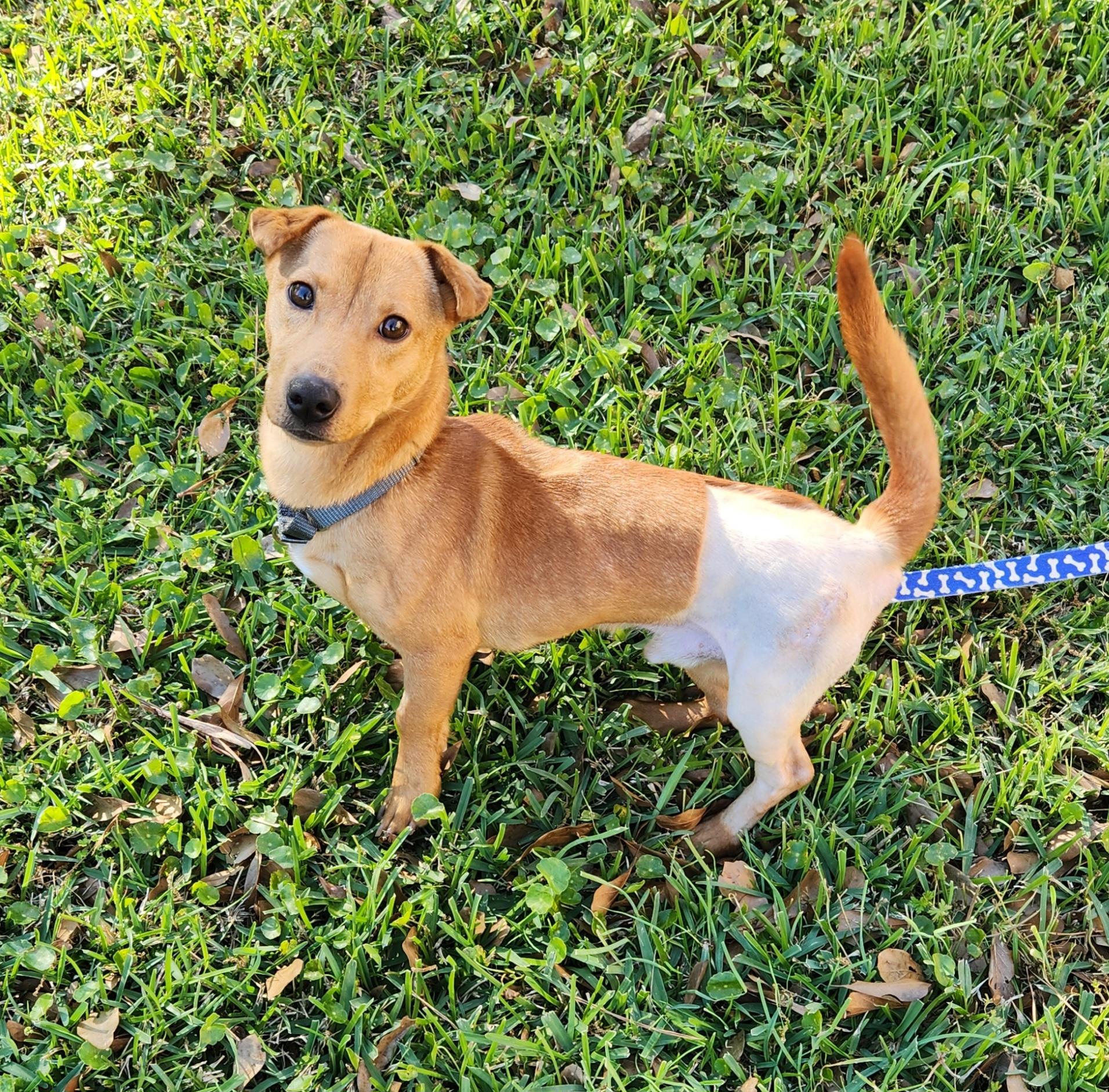 Enlarge Charlie , an adoptable Mixed Breed in Baton Rouge, LA image 2/5
