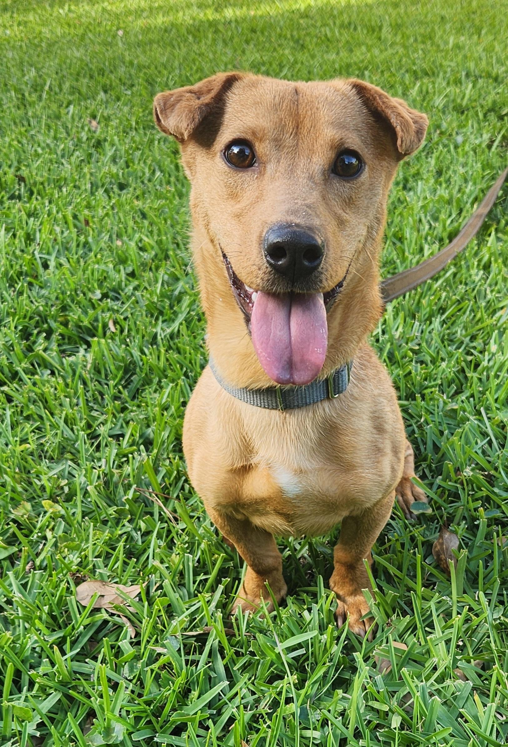 Enlarge Charlie , an adoptable Mixed Breed in Baton Rouge, LA image 3/5
