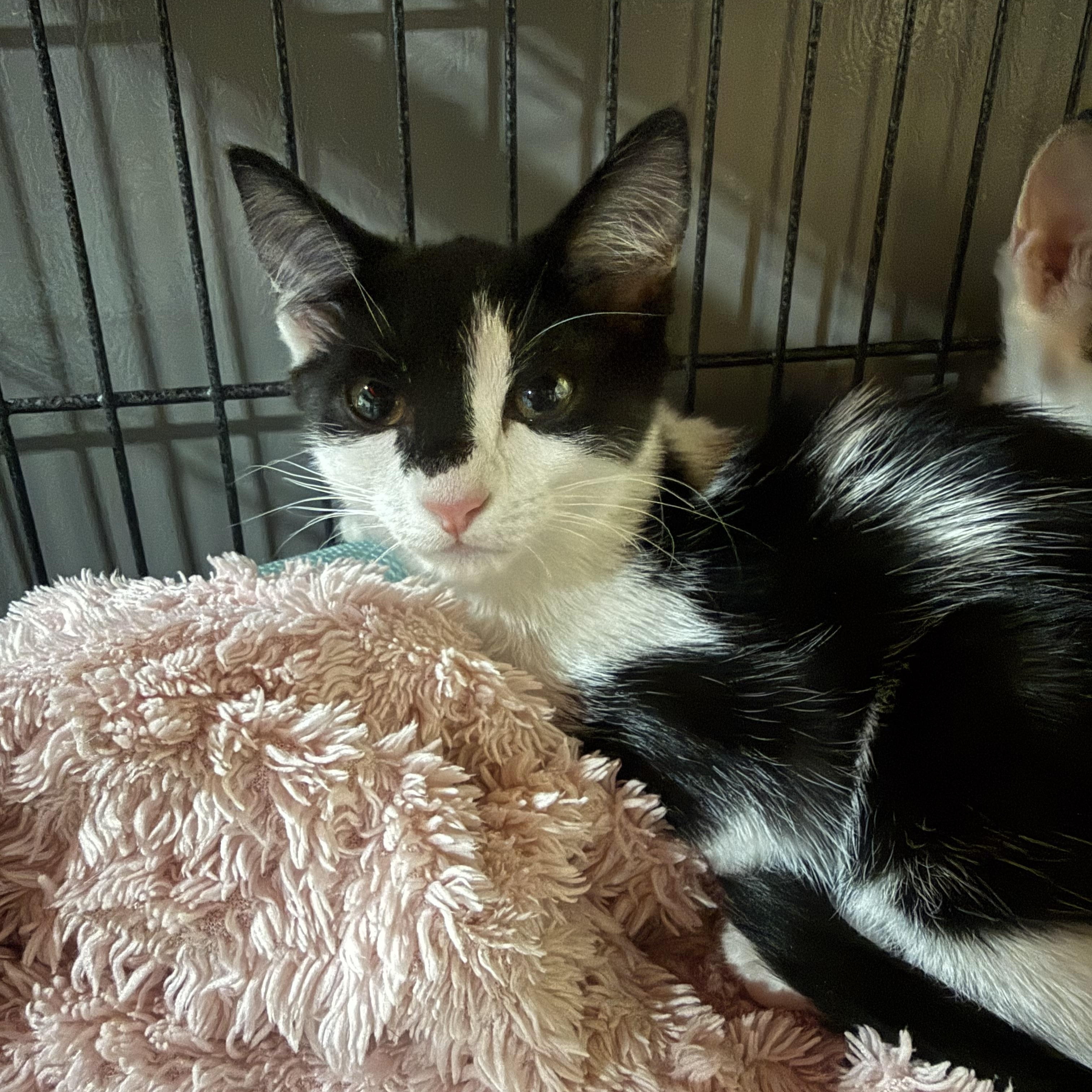 Enlarge Indie, a ADOPTABLE Domestic Short Hair in North Chesterfield, VA image 1/1