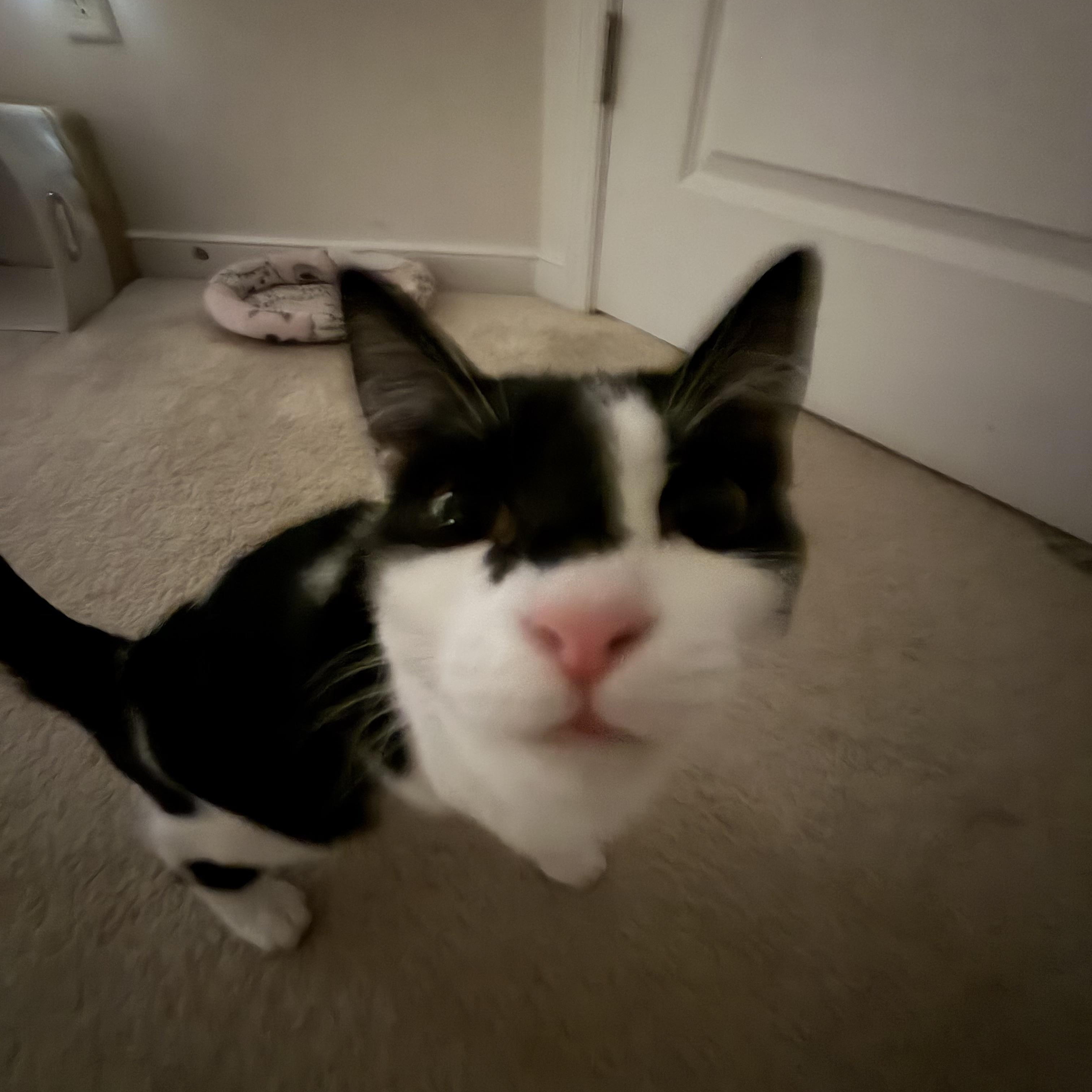 Enlarge Indie, a Adoptable Domestic Short Hair in North Chesterfield, VA image 2/2