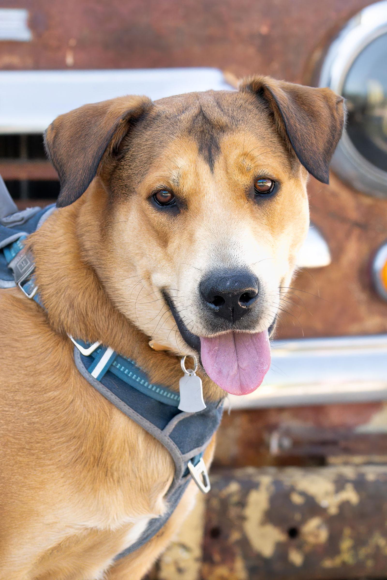 Wendy Sage - Diamond Dog, Adoptable, Adult Female German Shepherd Dog & Collie.