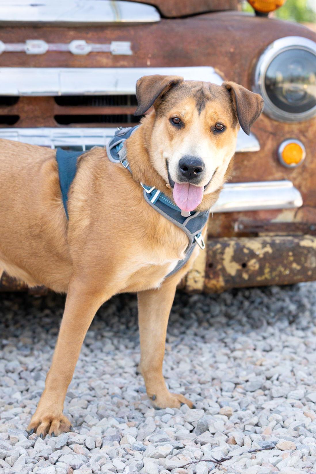 Enlarge Wendy Sage - Diamond Dog, a Adoptable mixed breed in McKinney, TX image 2/3