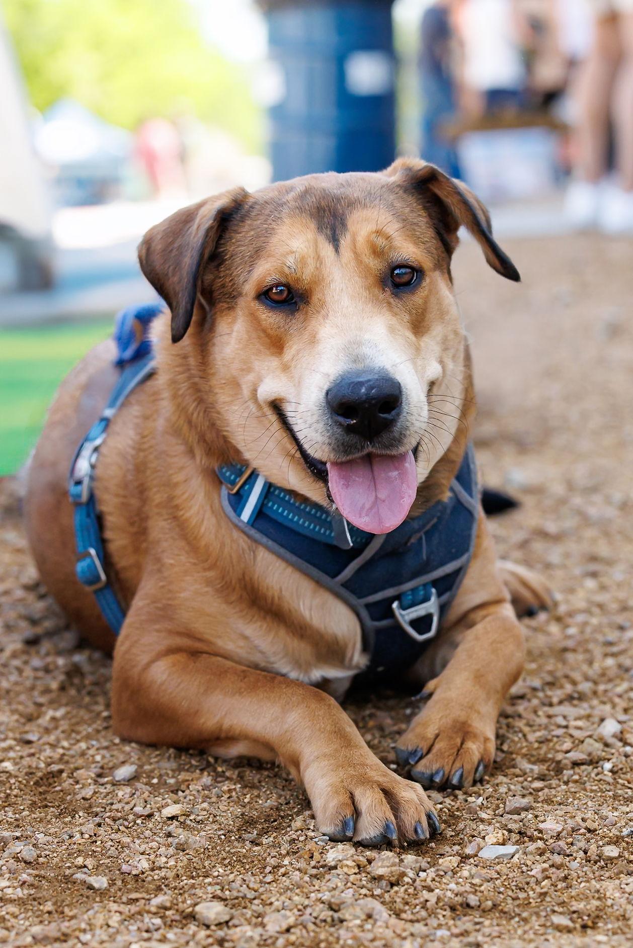 Enlarge Wendy Sage - Diamond Dog, a Adoptable mixed breed in McKinney, TX image 3/3