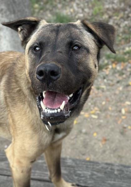 Scrappy — thumbnail 2