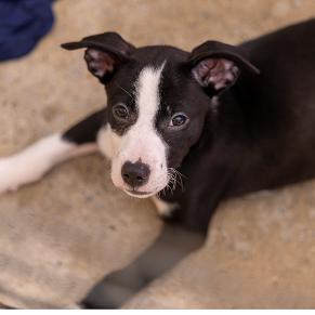 Ketchup, Adoptable, Puppy Female Labrador Retriever & Mixed Breed.