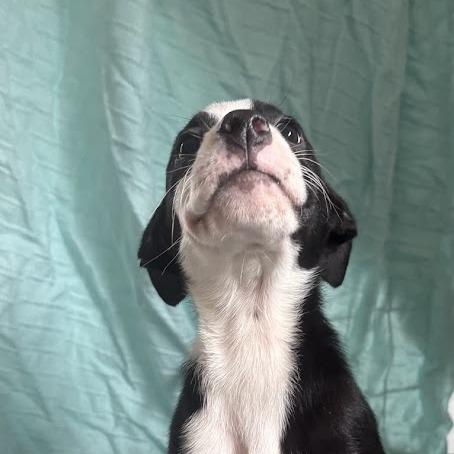 Ketchup, Adoptable, Puppy Female Labrador Retriever & Mixed Breed.