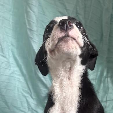 Ketchup, a Adoptable mixed breed in North Charleston, SC image 3/6