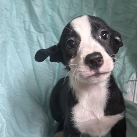 Ketchup, a Adoptable mixed breed in North Charleston, SC image 4/6