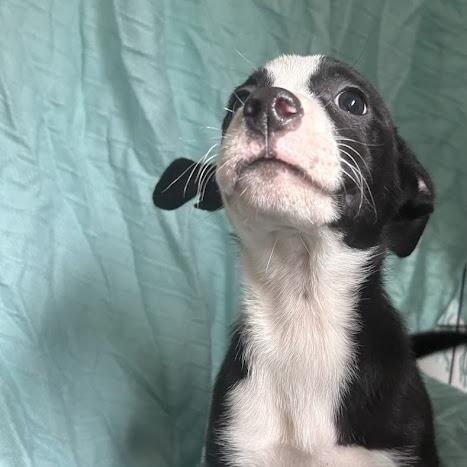 Ketchup, a Adoptable mixed breed in North Charleston, SC image 5/6