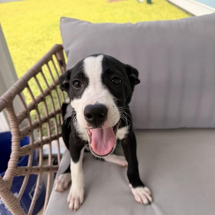 Enlarge Ketchup, a Adoptable mixed breed in North Charleston, SC image 5/6