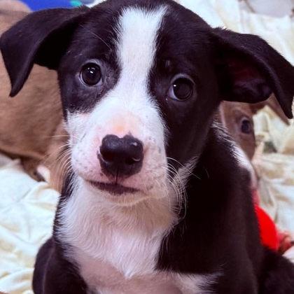 Ketchup, a Adoptable mixed breed in North Charleston, SC image 6/6