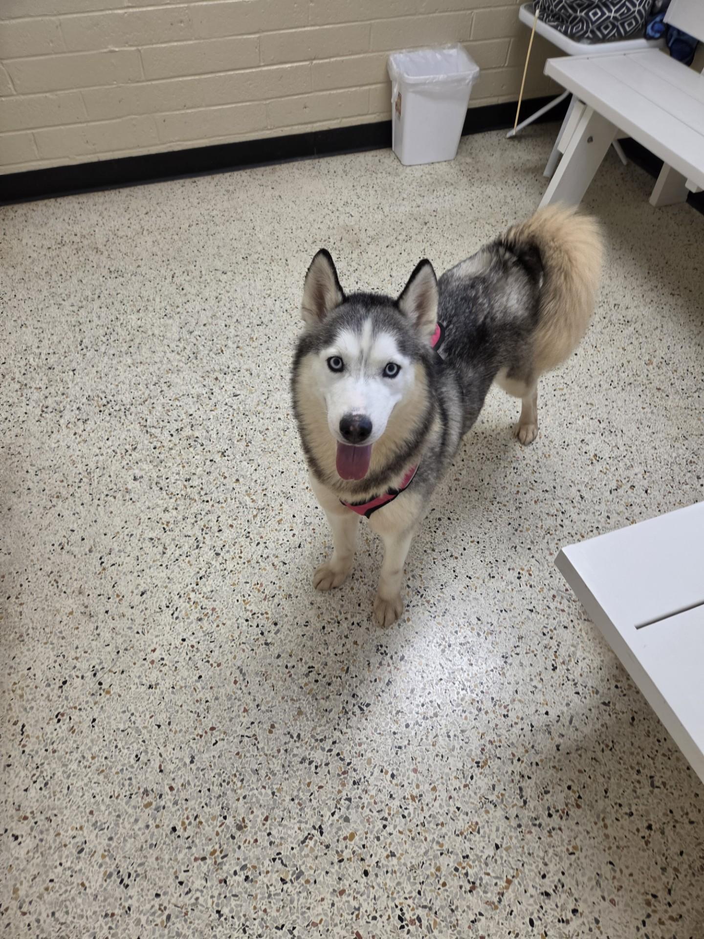 Enlarge Indigo25317, a ADOPTABLE mixed breed in Rocky Mount, NC image 1/2