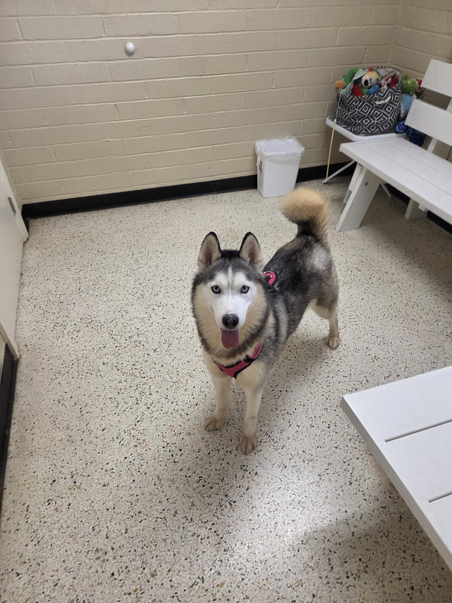 Enlarge Indigo25317, a ADOPTABLE mixed breed in Rocky Mount, NC image 2/2