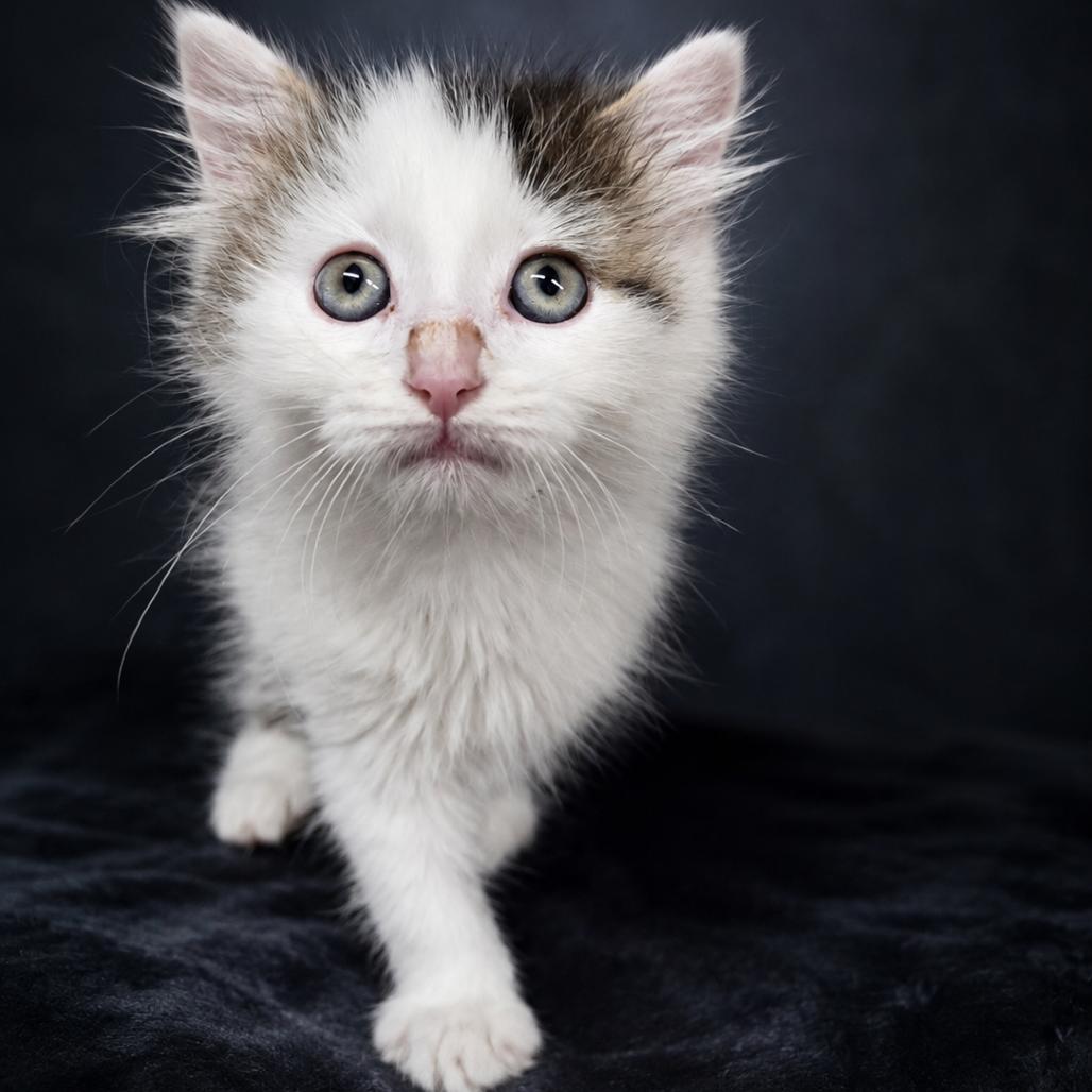 Enlarge Teddy, a Adoptable Domestic Long Hair in Newport, TN image 1/2