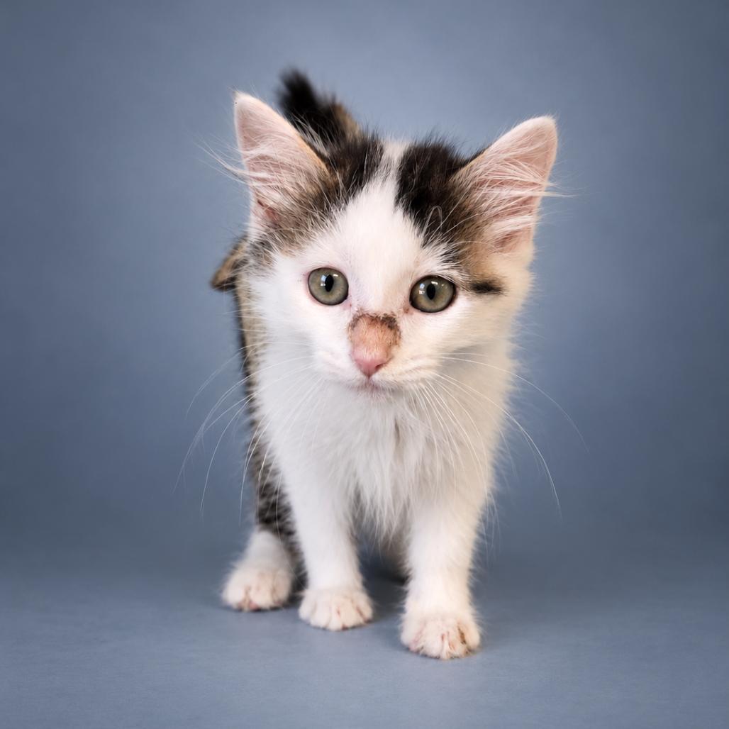 Enlarge Teddy, a Adoptable Domestic Long Hair in Newport, TN image 2/2