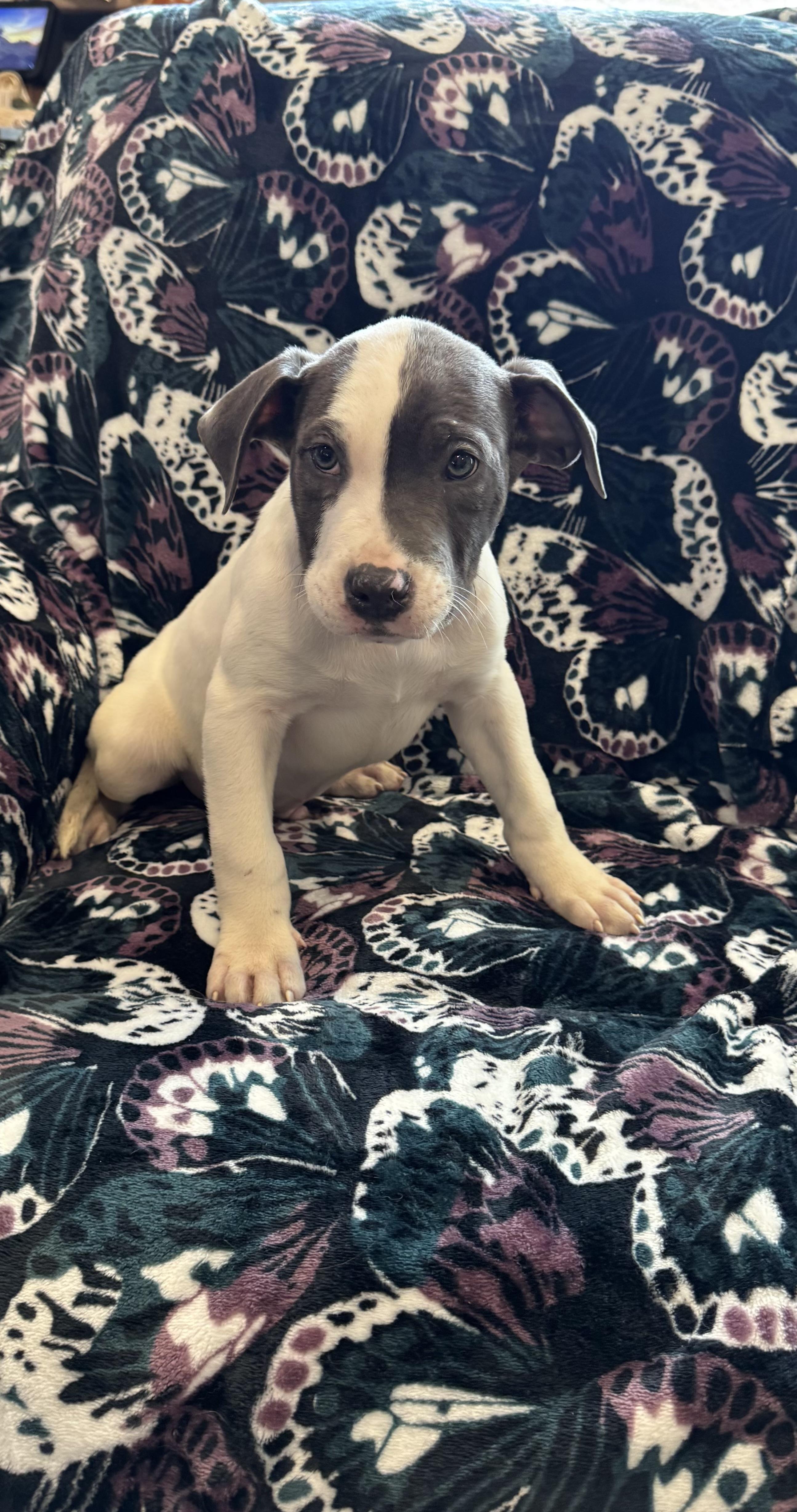 Enlarge Neo, an adopted mixed breed in White Lake, MI image 1/2