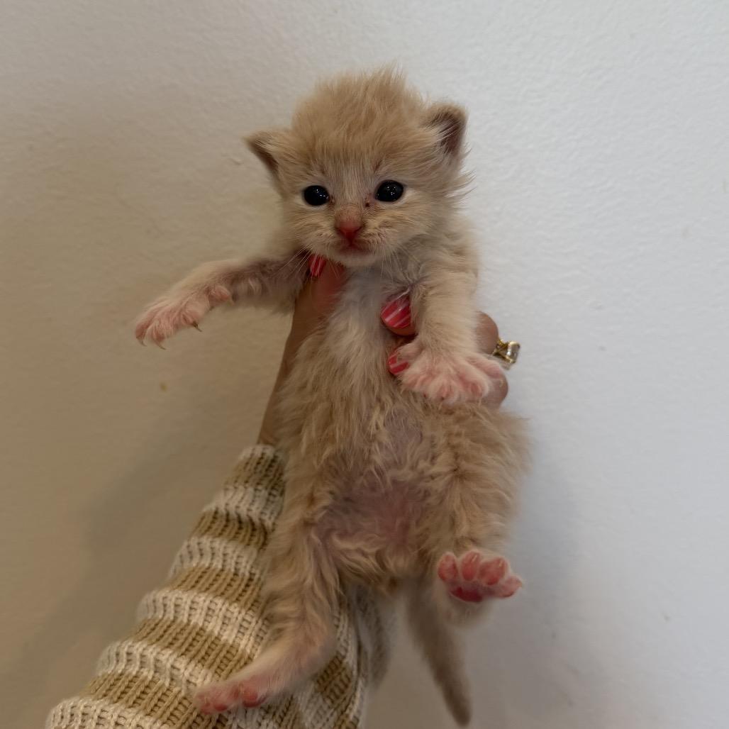 Enlarge Blueberry, a Adoptable Domestic Medium Hair in Knoxville, TN image 2/4