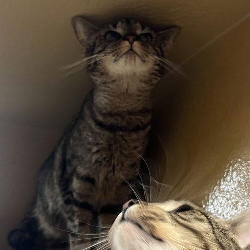 Lolly, Adoptable, Young Female Domestic Short Hair.