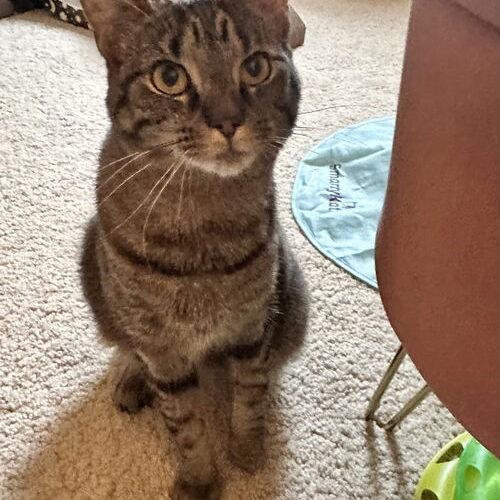 Lolly, a Adoptable Domestic Short Hair in Canal Winchester, OH image 2/5