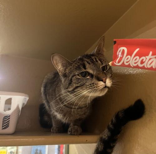Lolly, a Adoptable Domestic Short Hair in Canal Winchester, OH image 3/5