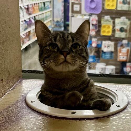 Lolly, a Adoptable Domestic Short Hair in Canal Winchester, OH image 4/5
