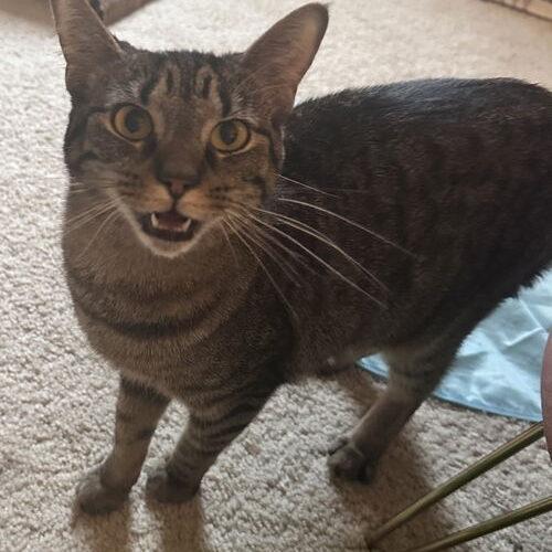 Lolly, a Adoptable Domestic Short Hair in Canal Winchester, OH image 5/5