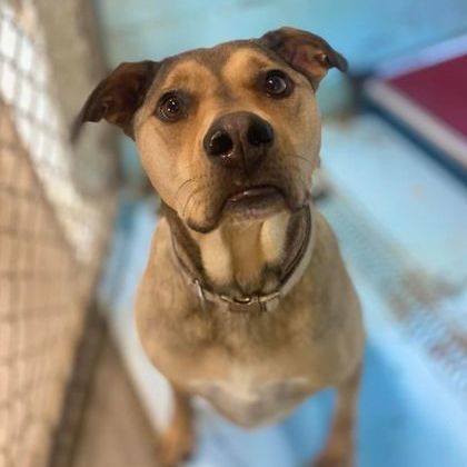 Valencia, Adoptable, Adult Female German Shepherd Dog.