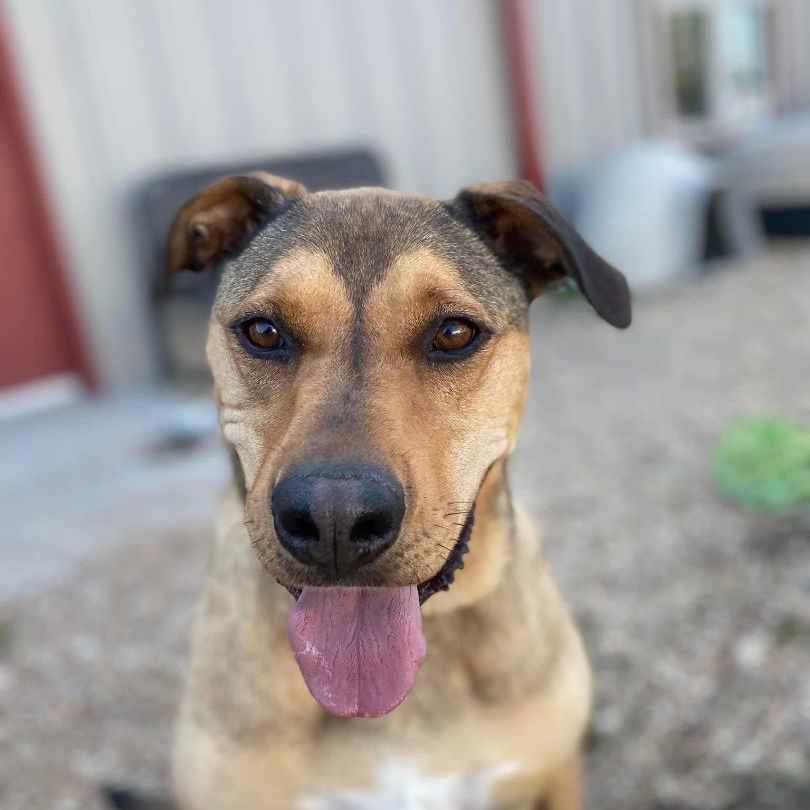 Valencia, a Adoptable German Shepherd Dog in Grove, OK image 2/2