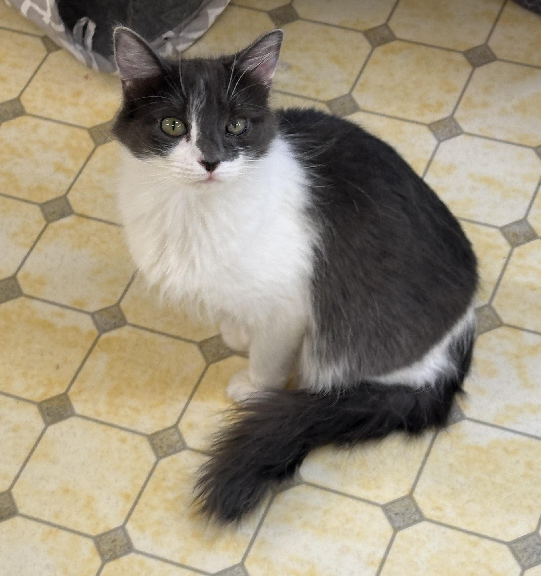 Bridget-Shy, Adult Female unknown