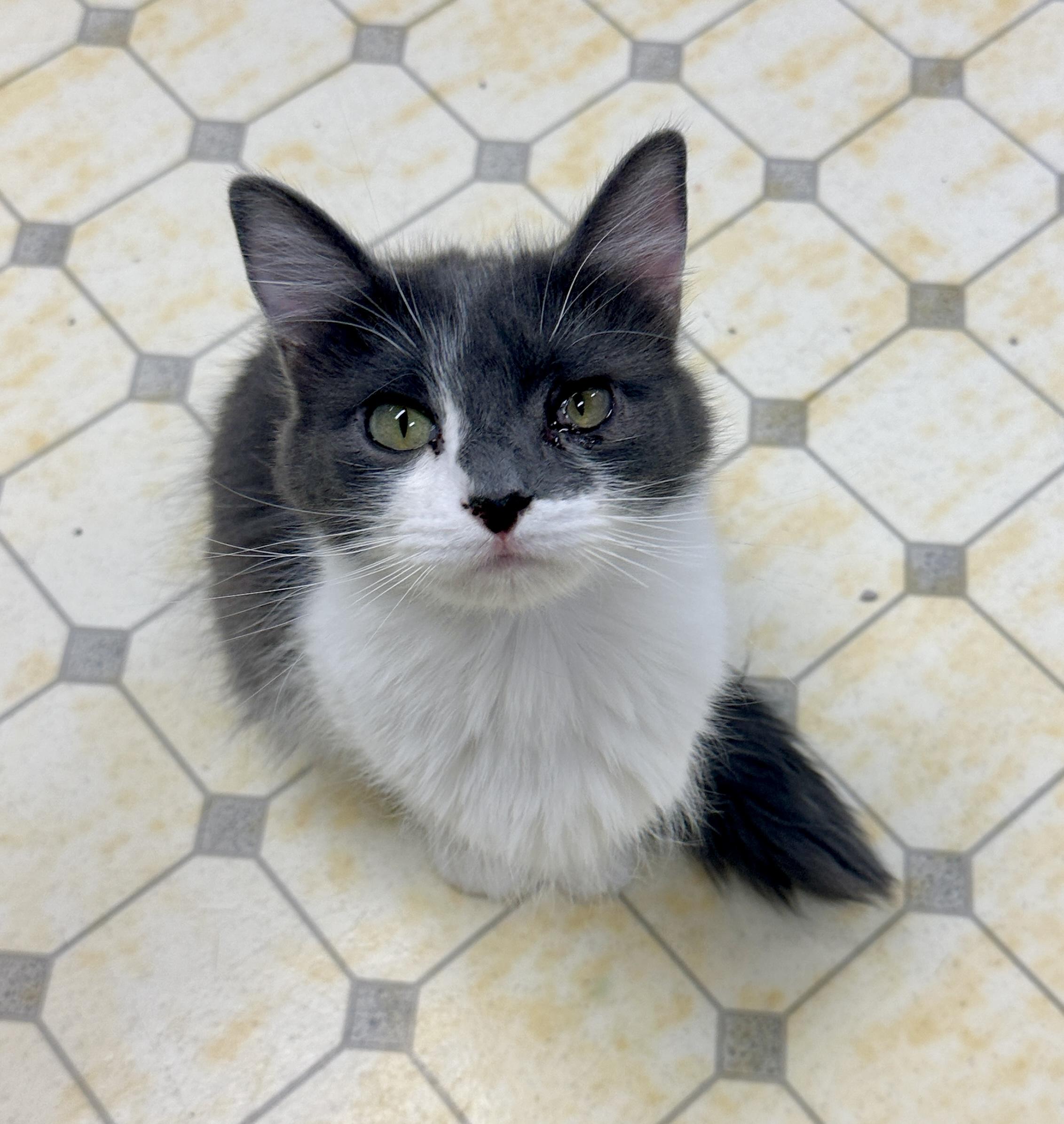 Enlarge Bridget-Shy, a Adoptable mixed breed in Anchorage, AK image 2/4