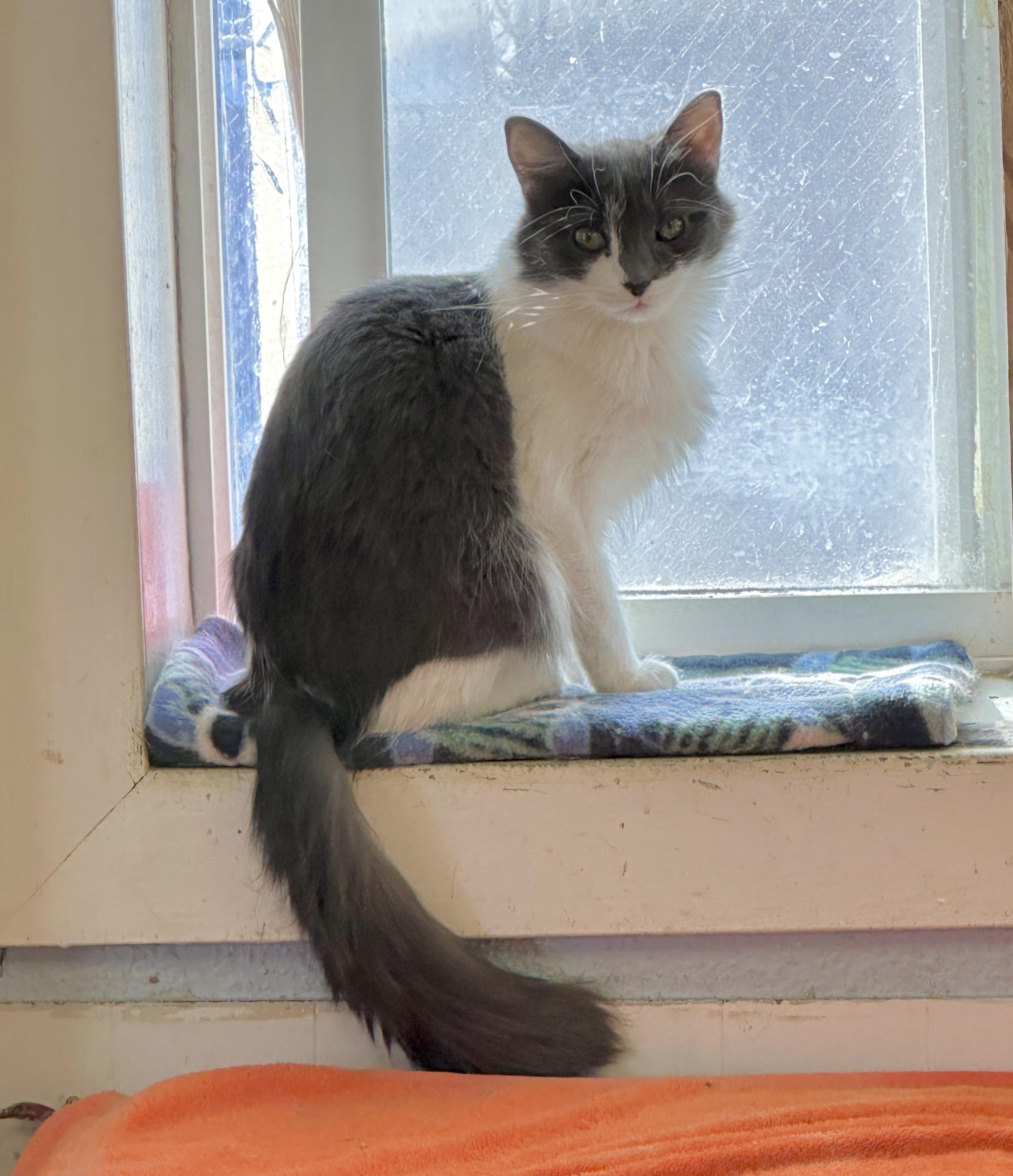 Enlarge Bridget-Shy, a Adoptable mixed breed in Anchorage, AK image 3/4