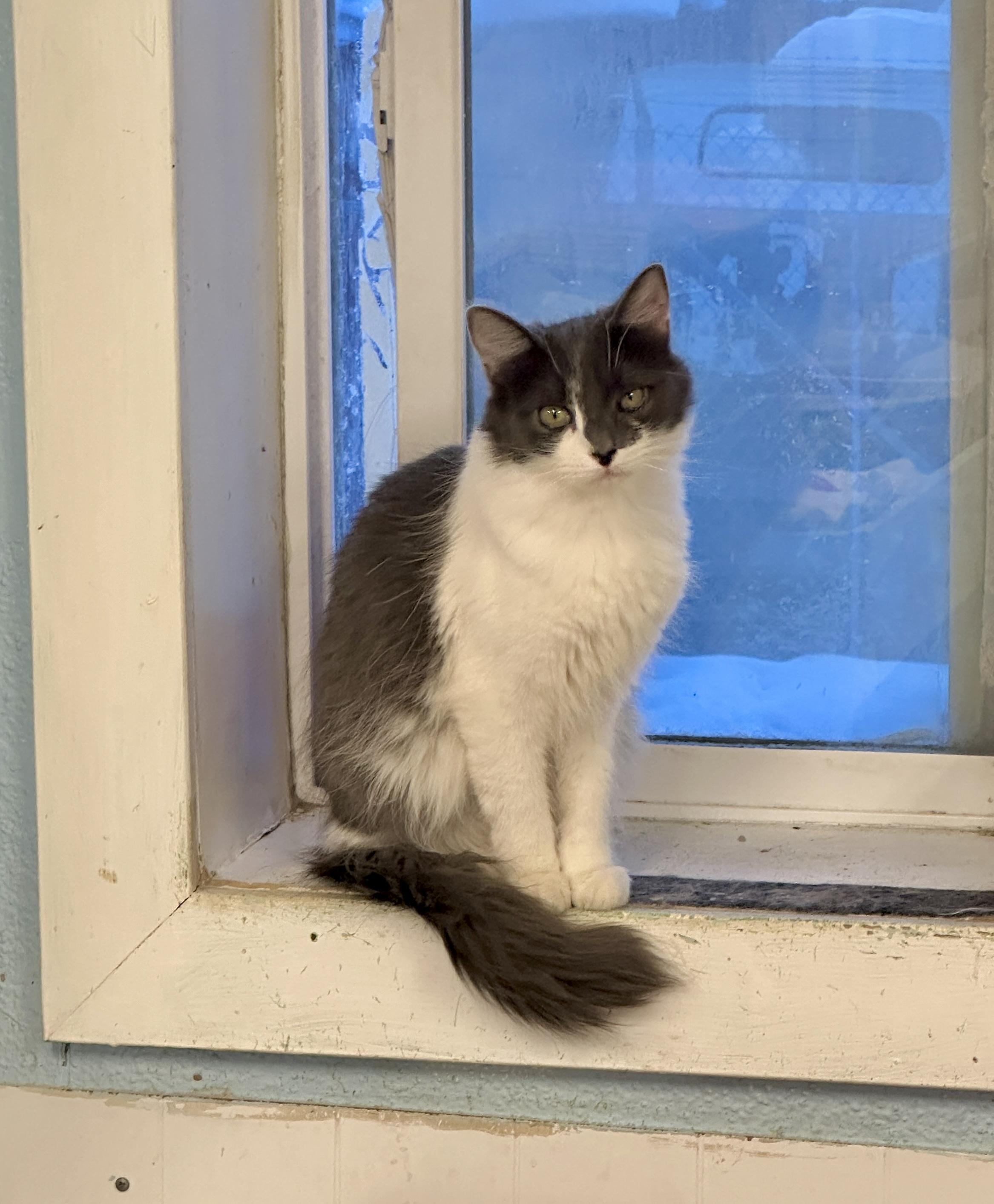 Enlarge Bridget-Shy, a Adoptable mixed breed in Anchorage, AK image 4/4