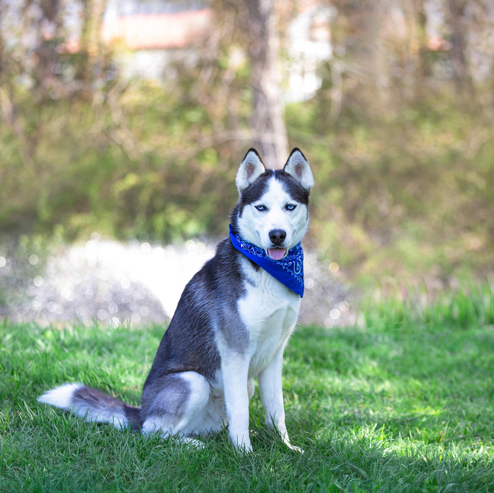 Yukon, a Adoptable Husky in Coatesville, PA image 1/3