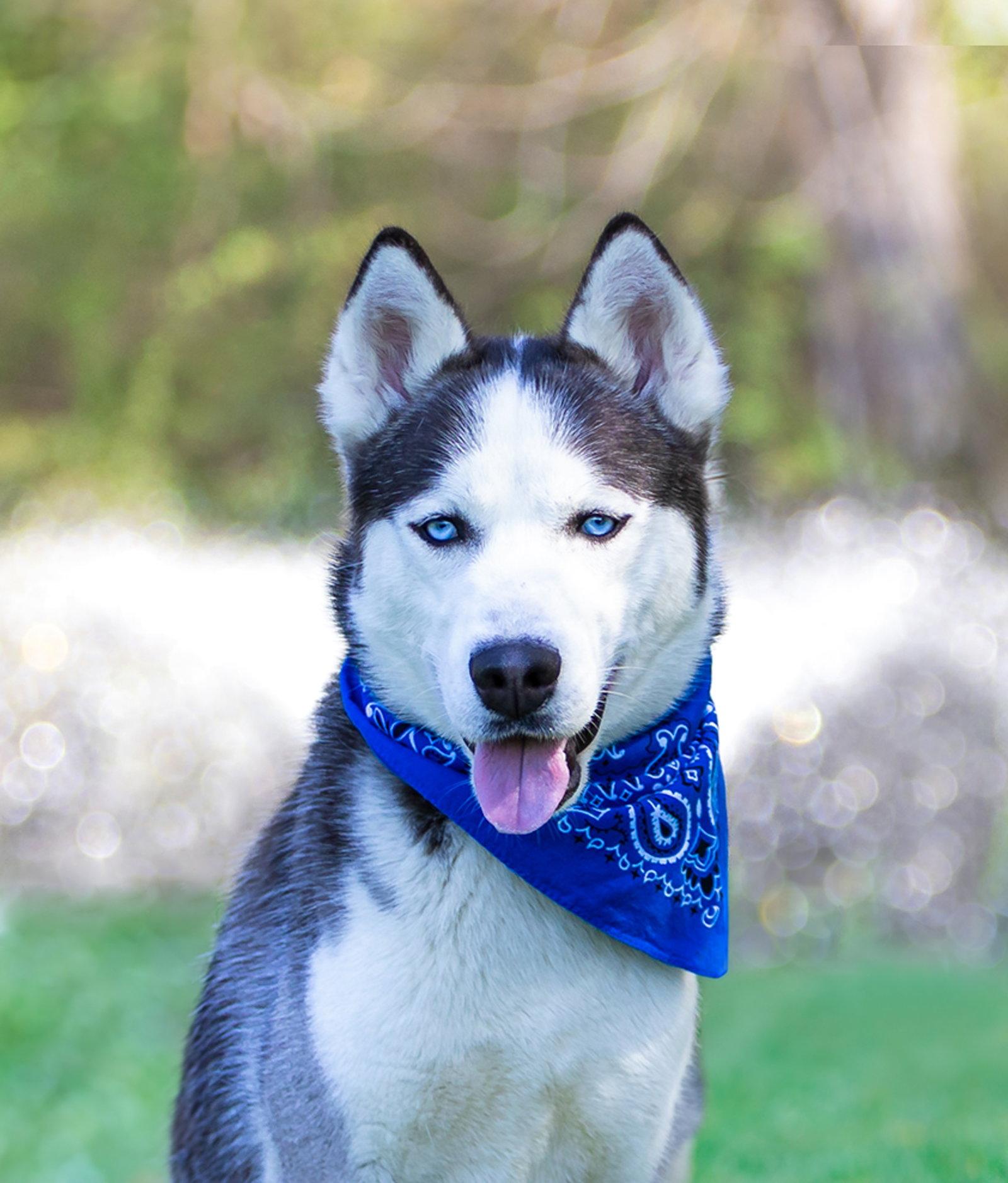 Yukon, a Adoptable Husky in Coatesville, PA image 2/3