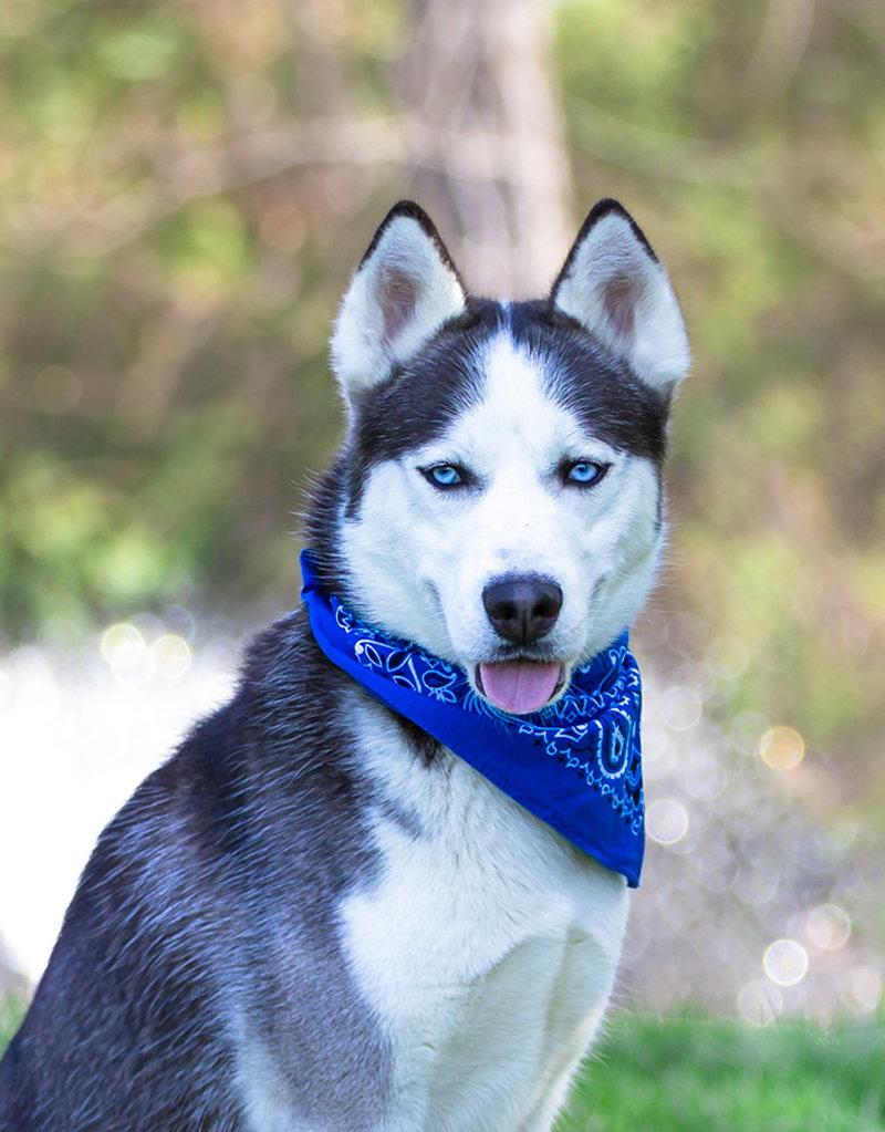 Yukon, a Adoptable Husky in Coatesville, PA image 3/3