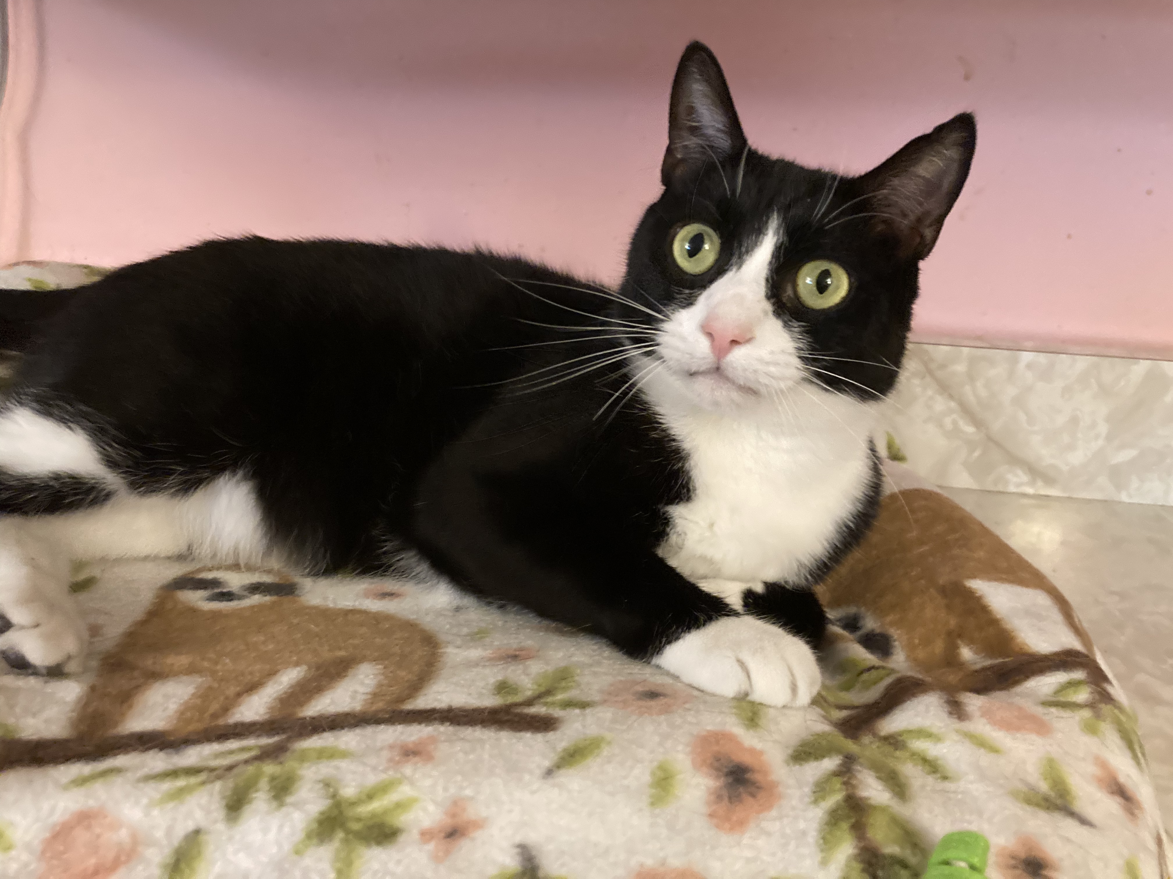 Enlarge Jingle, a Adoptable Domestic Short Hair in Belleville, NJ image 1/3