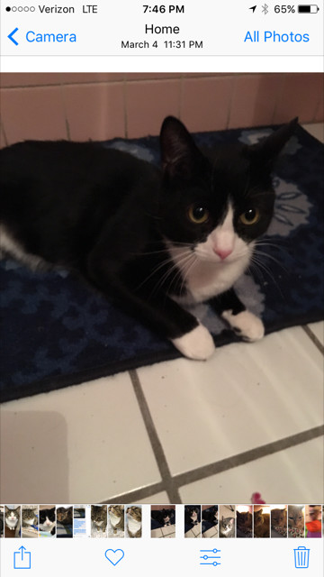 Enlarge Jingle, a Adoptable Domestic Short Hair in Belleville, NJ image 2/3