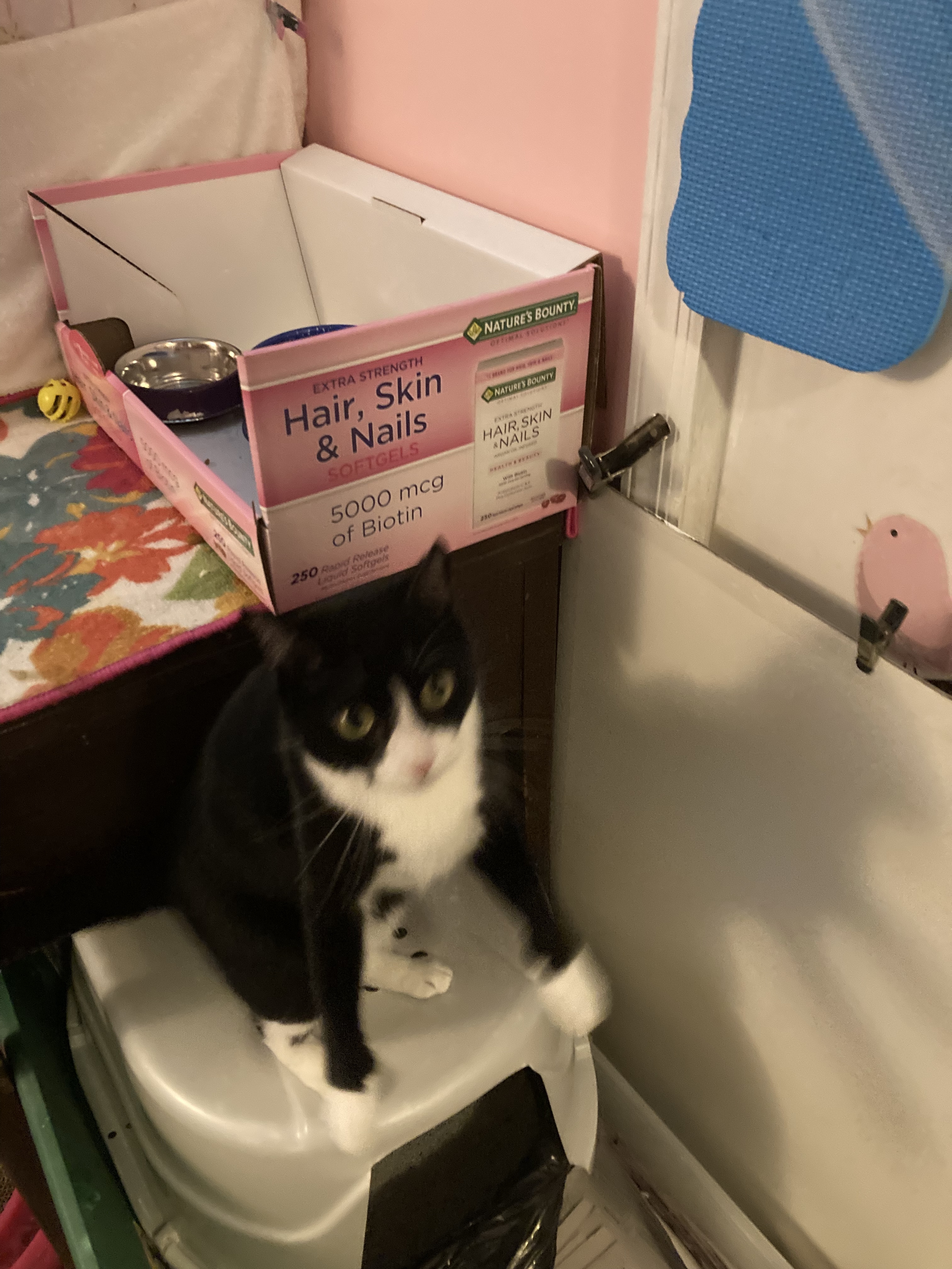 Enlarge Jingle, a Adoptable Domestic Short Hair in Belleville, NJ image 3/3