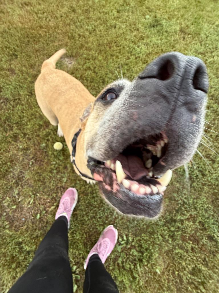 Lilah, a Adoptable mixed breed image 1/6