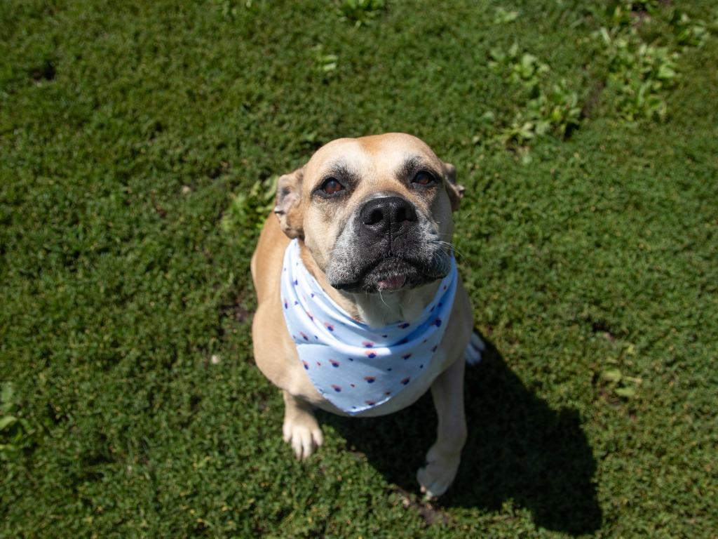 Lilah, a Adoptable mixed breed image 2/6