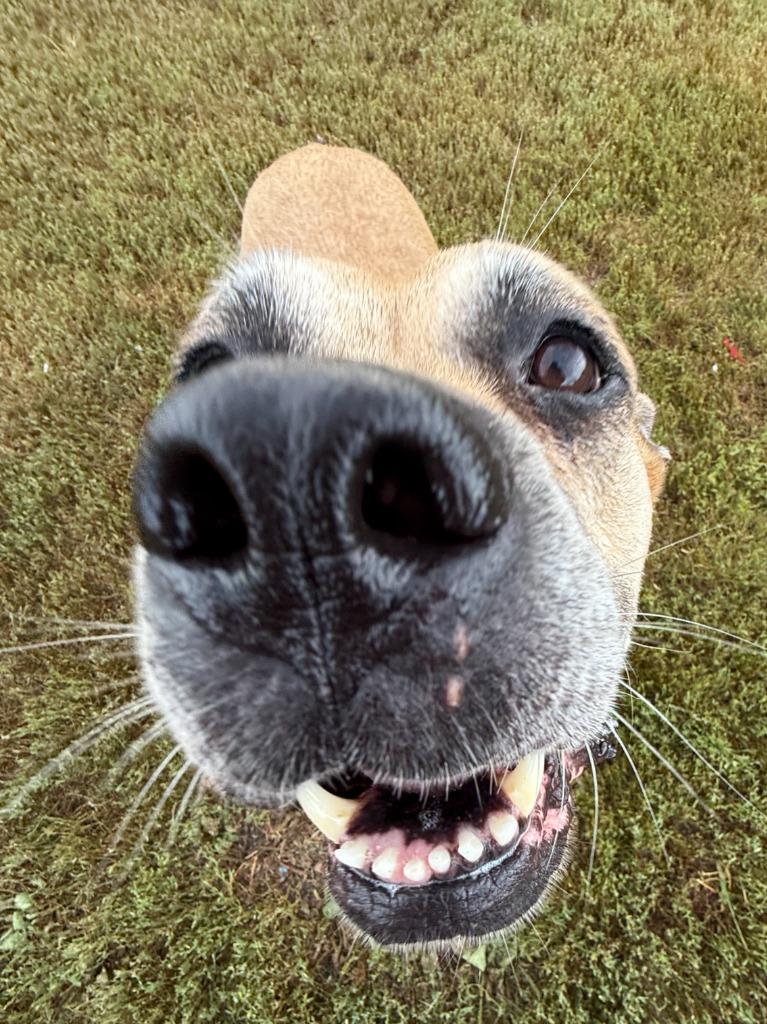 Enlarge Lilah, a Adoptable mixed breed in Lansing, KS image 2/6