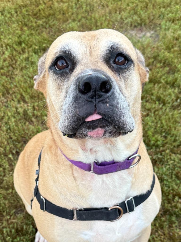 Lilah, a Adoptable mixed breed image 5/6