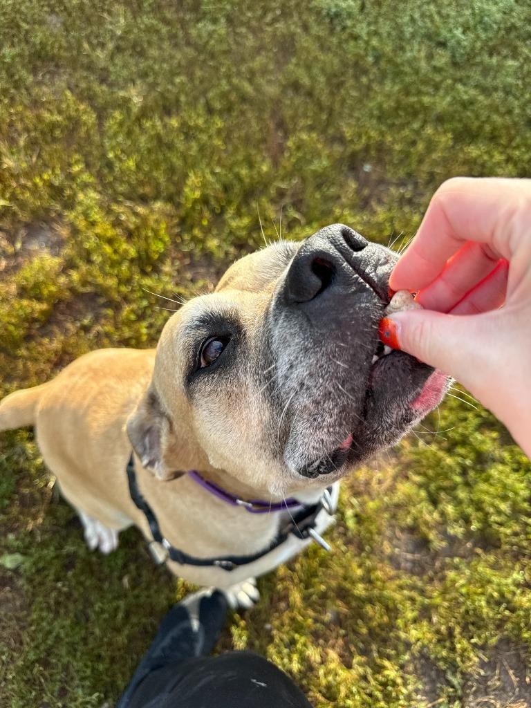 Enlarge Lilah, a Adoptable mixed breed in Lansing, KS image 5/6