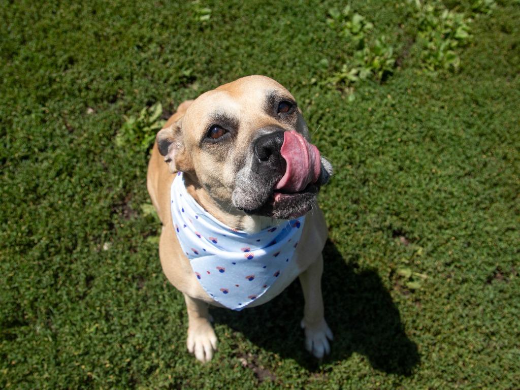 Enlarge Lilah, a Adoptable mixed breed in Lansing, KS image 6/6