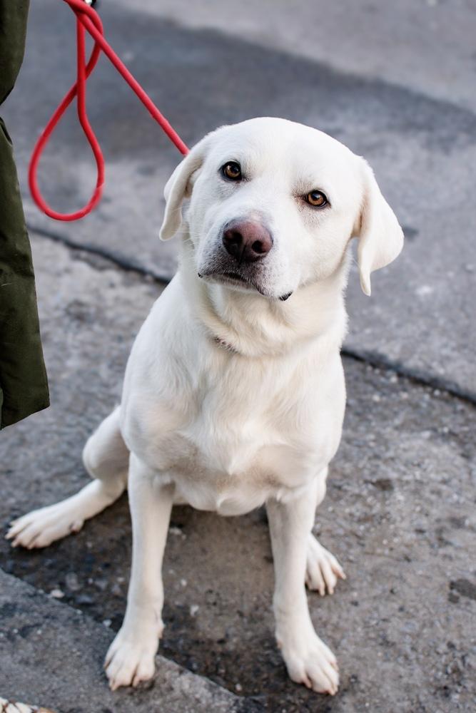 Oakley, Adoptable, Adult Male Labrador Retriever.
