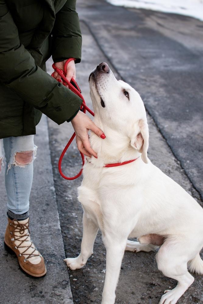 Enlarge Oakley, a Adoptable Labrador Retriever in Frankfort, NY image 2/3